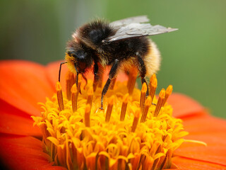 A closeup of a bumblebee on a Mexican sunflower. 