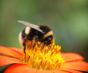 A closeup of  bumblebee feeding on a Mexican sunflower. 