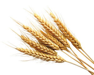 Wheat isolated on transparent background