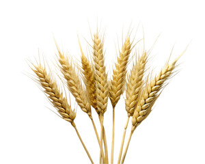 Wheat isolated on transparent background