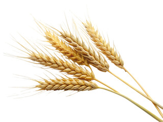 Wheat isolated on transparent background
