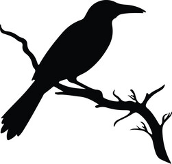 Fototapeta premium oropendola silhouette
