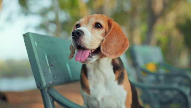 Beagle dog sitting on the bench and looks at camera. Dog actively plays in nature and rests. The pet looks at the owner intently.