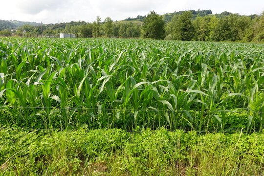 Green corn plants growing in agricultural field