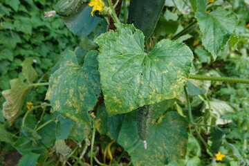 Cucumber plant with flower fruit and yellowing leaves growing in nature