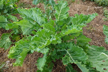 Young kale growing in vegetable garden under bright weather