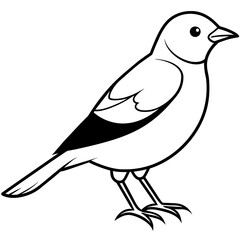    Bird vector illustration.
