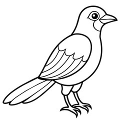    Bird vector illustration.
