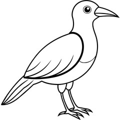    Bird vector illustration.
