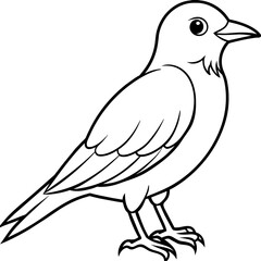    Bird vector illustration.
