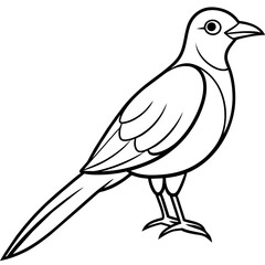    Bird vector illustration.
