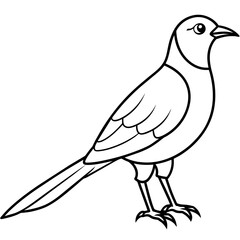  Bird vector illustration.

