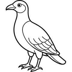  Bird vector illustration.

