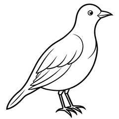  Bird vector illustration.

