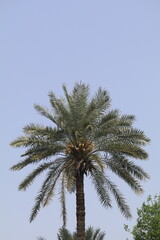 A tall date palm tree with large fronds and green leaves, standing alone against the clear blue sky in an oasis environment.