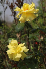 A yellow rose is blooming in the garden, with leaves and branches surrounding it. 