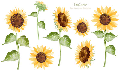 水彩で描いたひまわりのイラストセット