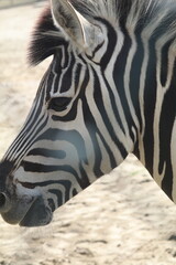 A real photo of an anthropomorphic zebra, with black and white stripes, at the zoo in Japan. The...