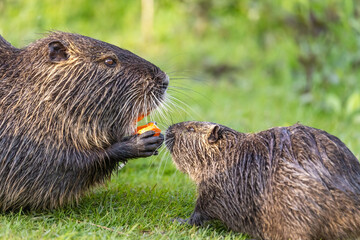 An adult and y young nutria or coypu (Myocastor coypus) eat a piece of carrot - obrazy, fototapety, plakaty
