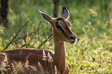 A cute and pretty young Impala antelope doe with interesting facial stripes, chewing the cud and on the lookout for danger in a game reserve in South Africa. - obrazy, fototapety, plakaty