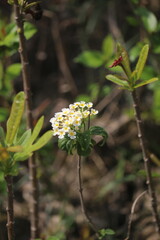 A small white flower with dense flowers and green leaves, growing on the ground under tall trees in a tropical rainforest. 