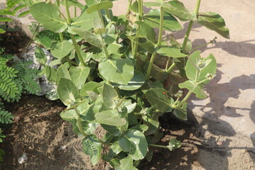A plant with leaves like broad beans, growing in the garden, showing small white flowers and many tender green buds on its branches. The background is concrete floor tiles