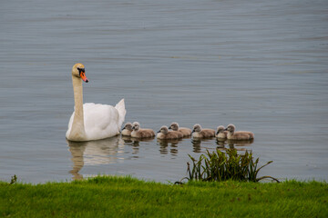 Mother swan and her babies, also called cygnet