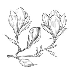 Magnolia fruit hand drawn illustration © agum