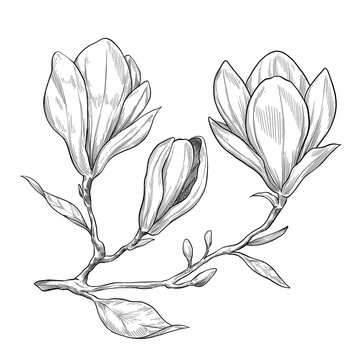 Magnolia fruit hand drawn illustration
