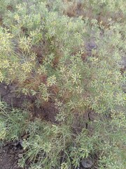 Caraway (Carum carvi) plant and seeds, fresh plant of ripe cumin on natural background. Caraway field. Ready for harvest.