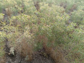 Cumin cultivation and plants,unripped cumin Seeds and Jeera or zira plants,cumin plant or zeera plants,carum