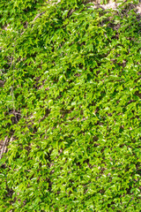 Brick wall covered in thick green ivy plant.. Barcelona, Catalonia, Spain.