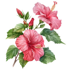 Hibiscus, Watercolor illustration