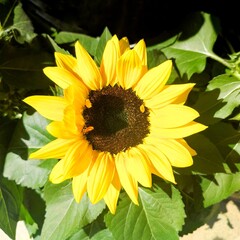 Common sunflower: a species of Sunflowers, its botanical name is Helianthus annuus.