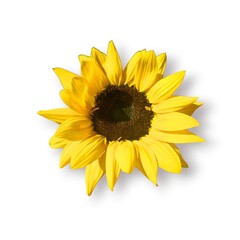Top view of a common sunflower (Helianthus annuus), isolated on white background.