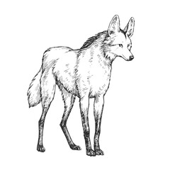 Vector hand-drawn illustration of Maned Wolf Guara in engraving style. Sketch of wild American animal isolated on white.