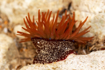 Reddish brown sea anemone in its natural habitat, with background of sea, stones and sand - obrazy, fototapety, plakaty