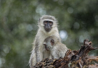 A vervet monkey mother nursing her cute baby, both with bedraggled hair from the rain while sitting on a log in a game reserve in South Africa
