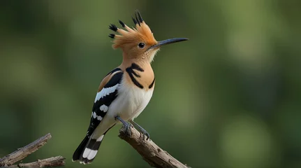 Foto op Canvas Eloquent eurasian hoopoe, upupa epops, sitting on a branch with white larva in beak on green background. Wild bird with open crest from feathers perched from side view in summer nature.generative.ai © Zartasha