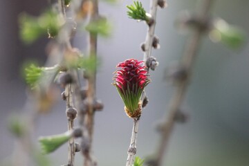Larch female cone in spring