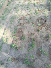 Sesame seed Farm, Sesamum crops growing in green farmland, Till, Flowers, Grow of Sesame Plant.