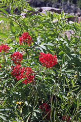 Red Elderberry plant with fruit, Oregon, USA
