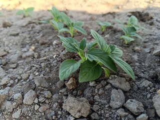 Sesame seed Farm, Sesamum crops growing in green farmland, Till, Flowers, Grow of Sesame Plant.