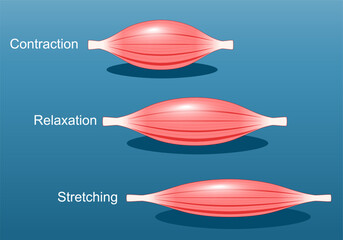Muscle relaxation, stretching, and contraction