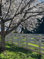 Cherry Blossoms in Suburbia, March 2024