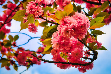 Kirschblüte - Kirschbäume - Asahi - Teltow - Brandenburg - Germany - Blütenpracht - Cherry -...
