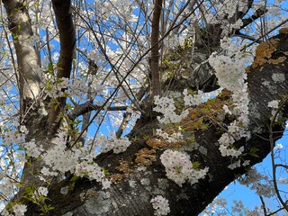 Cherry Blossom Trunk, March 2024
