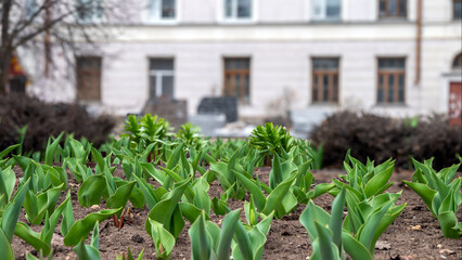 New spring shoots of tulips in a flowerbed against the backdrop of a residential building.