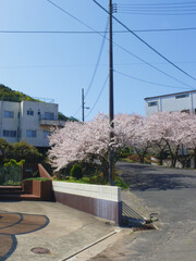 満開の桜の木の上を走る電線。
春の電源供給ネットワーク。
日本の春の風景。