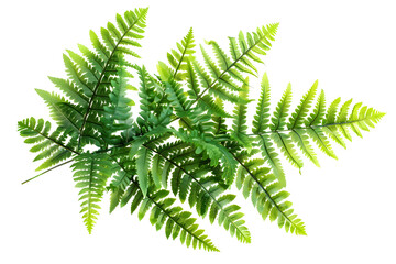 Artificial Ferns in a Decorative Display on White